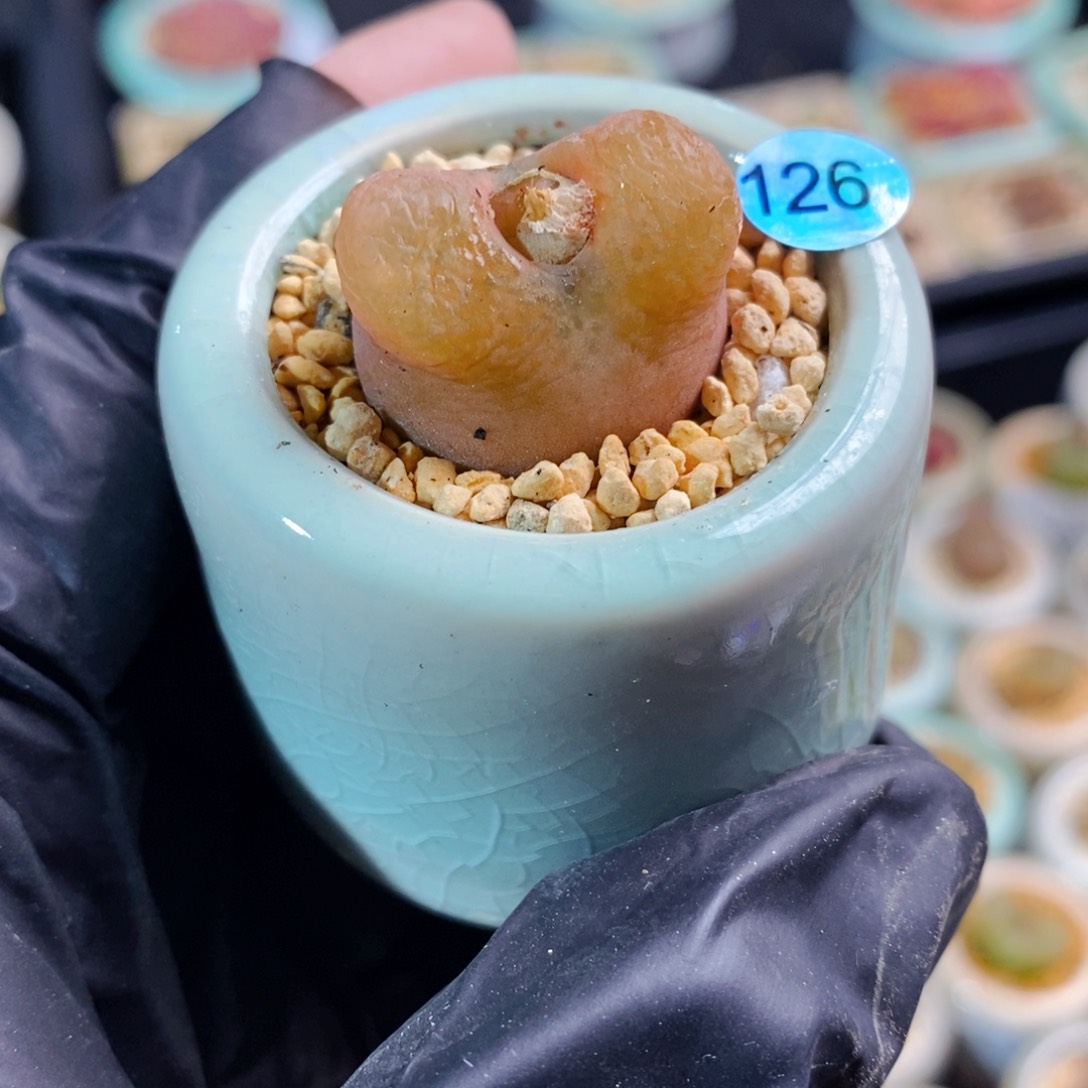 126-一物一拍。带盆