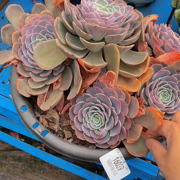 小***～天赐16039多肉多肉了肉