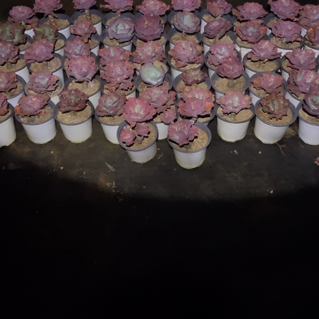 尽***。47号包菜系列5 2棵