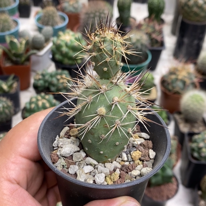 狂刺习志野特价福利