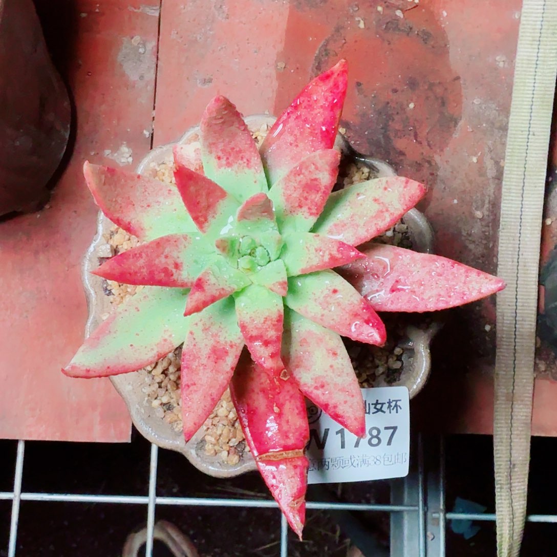 1787绿雪山仙女杯多肉