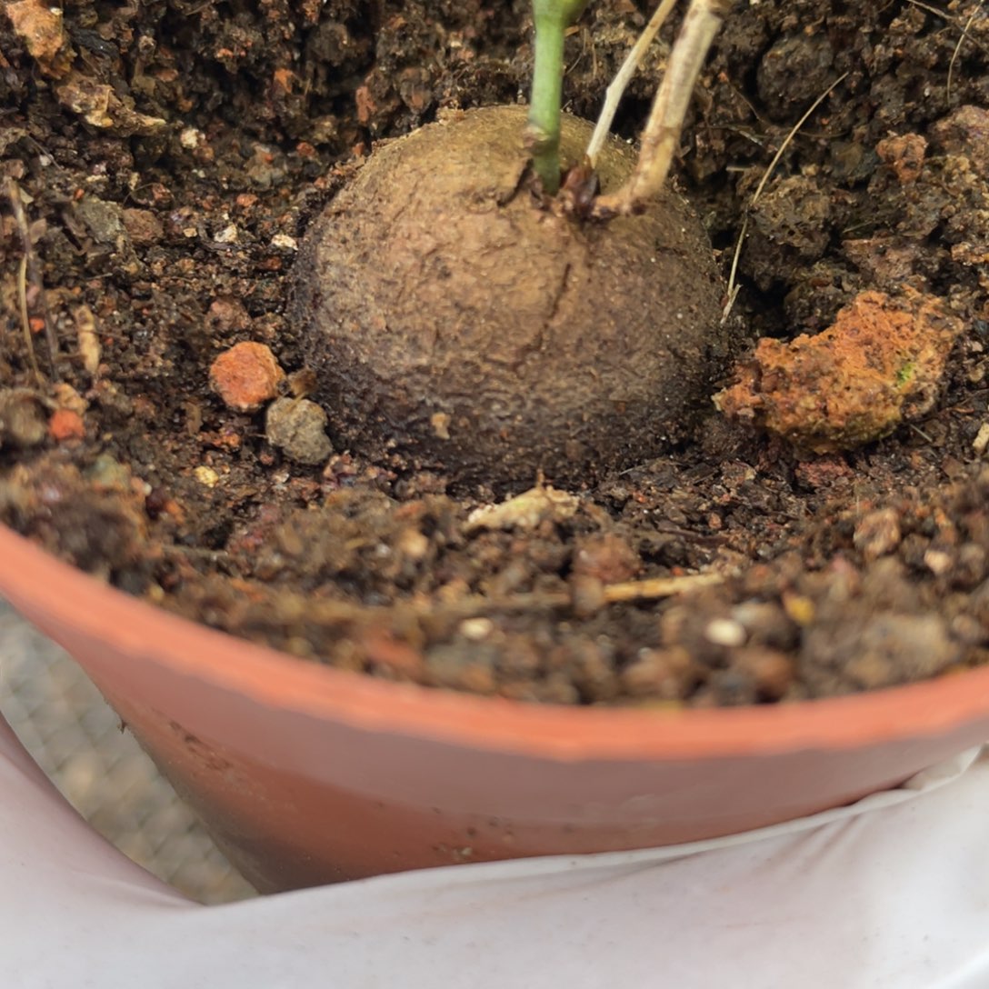 无花朵南非龟甲龙