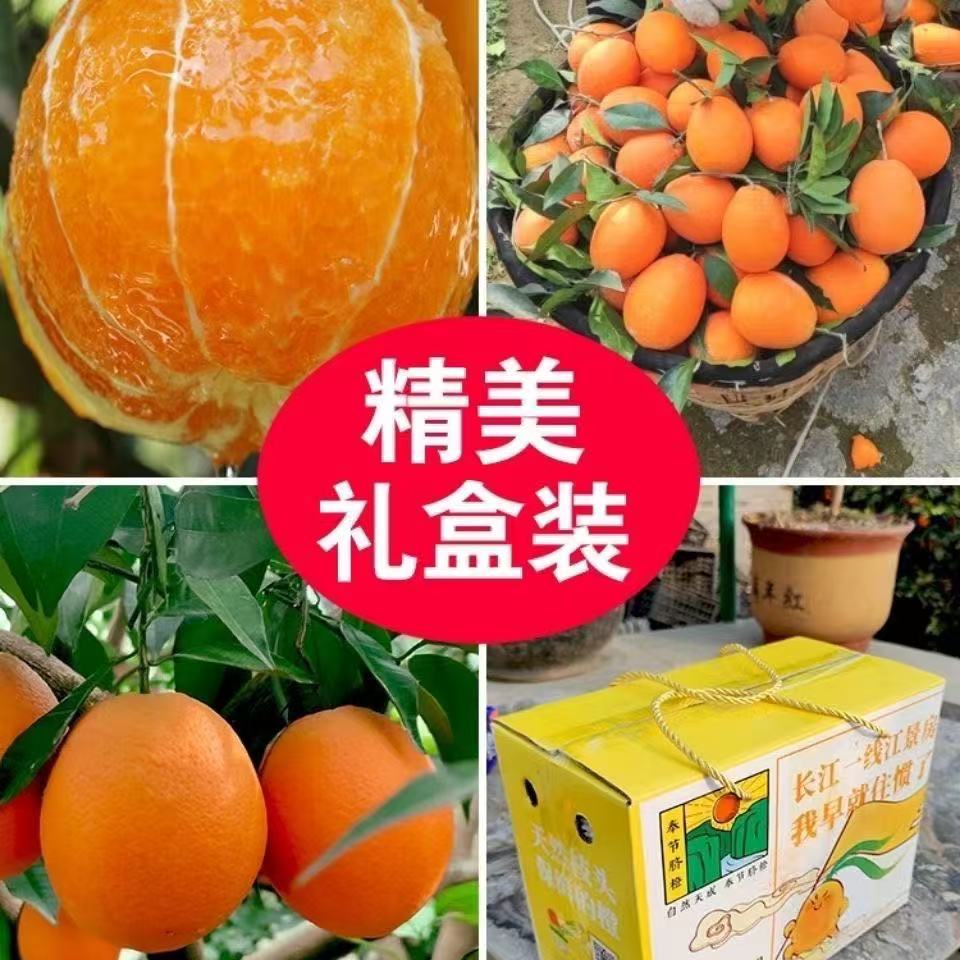 奉节脐橙