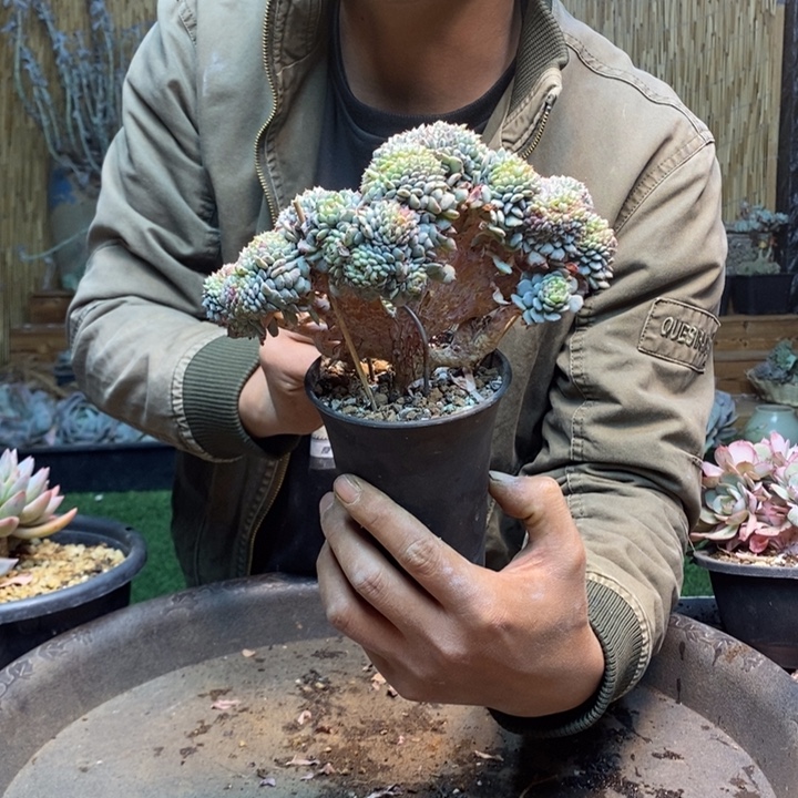 明***8220号白胖子多肉植物