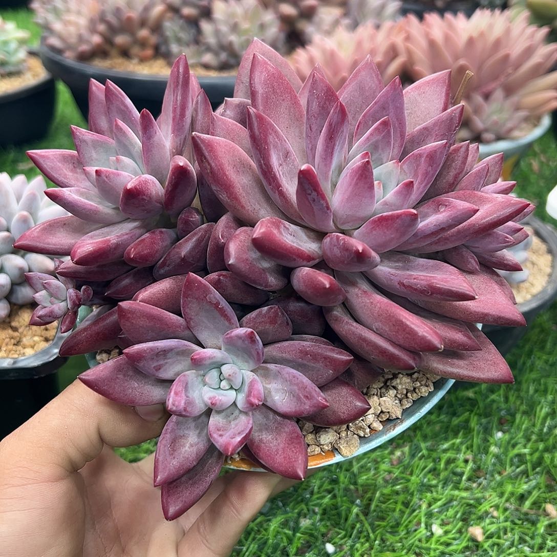 12025235 赫菲虞5头群