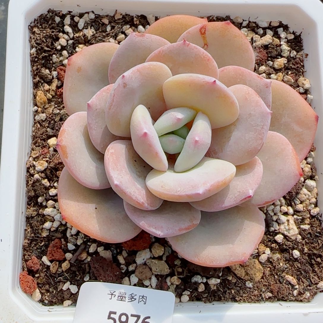 奶茶，8公分，5976多肉