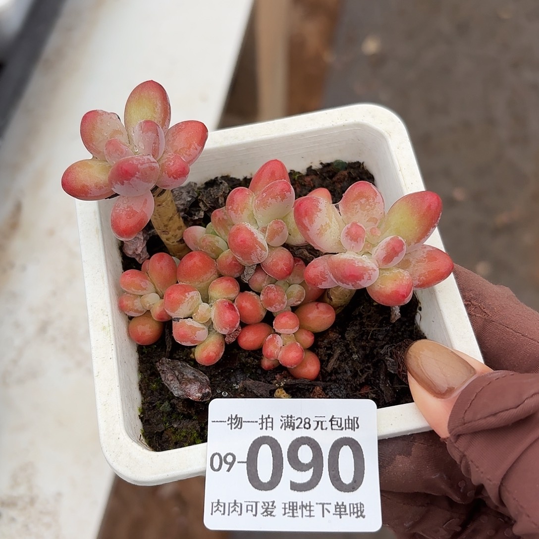 樱花奶多肉无盆土发货无