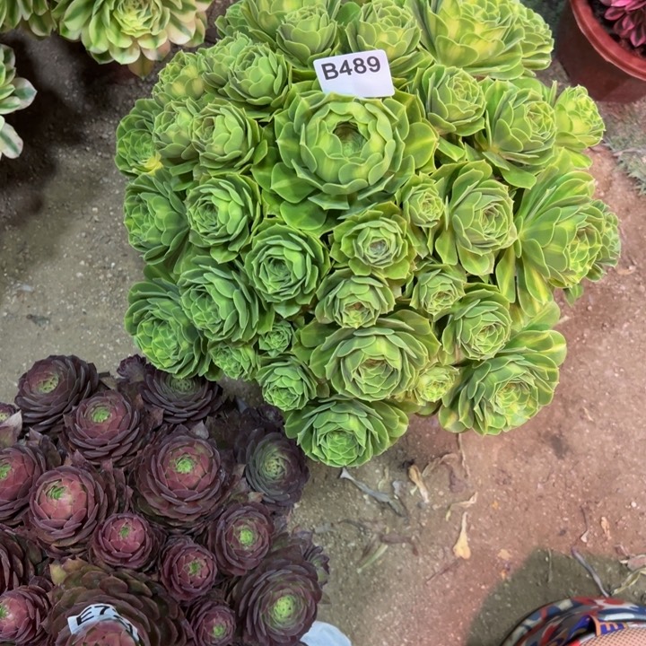 禧****划翡翠琉璃489多肉植物