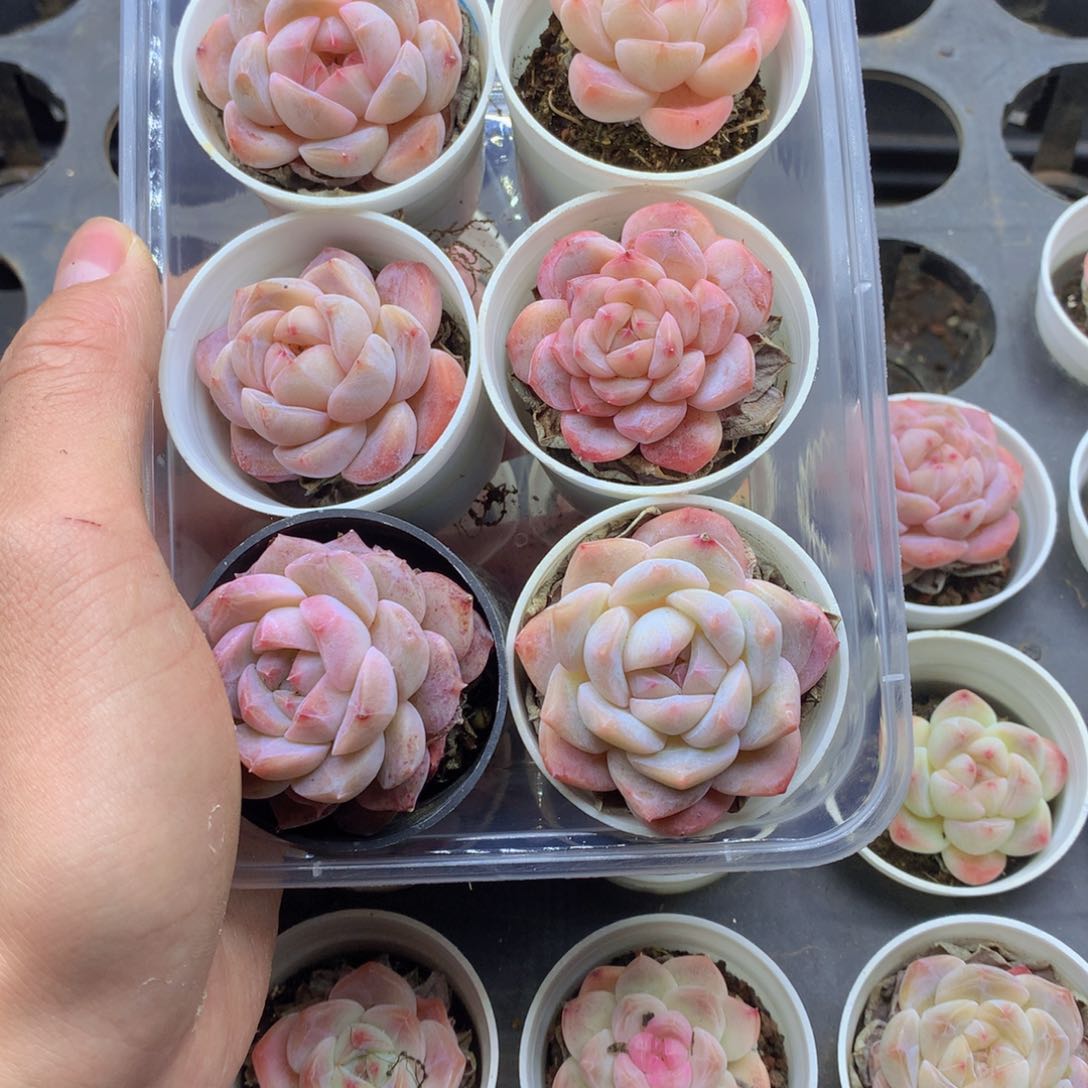 反反复复还是很开心128