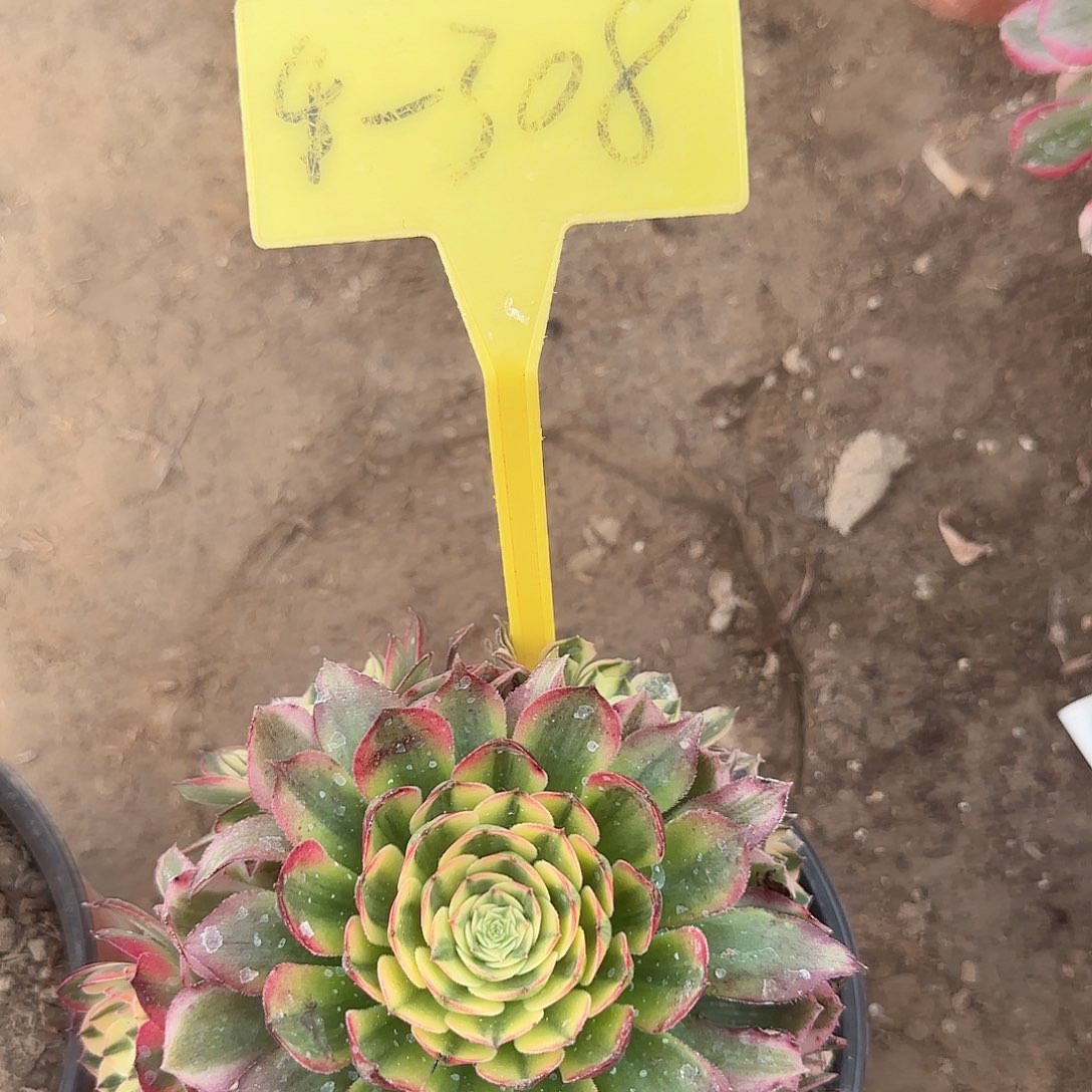 4-308---多头多肉植物