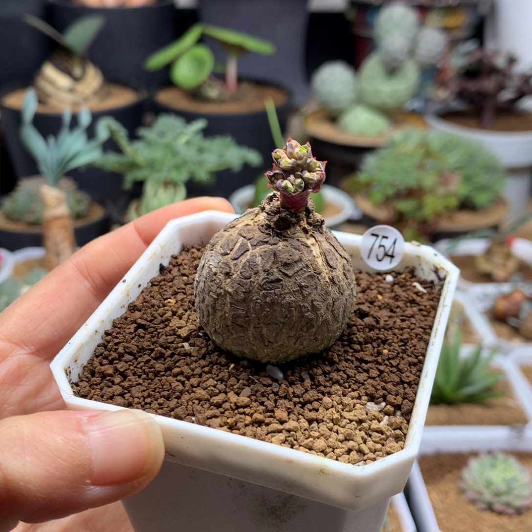 玫瑰大戟带盆多肉754