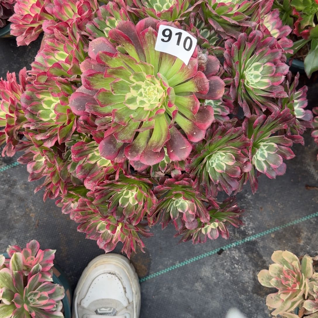 M****超大祝融多肉植物910
