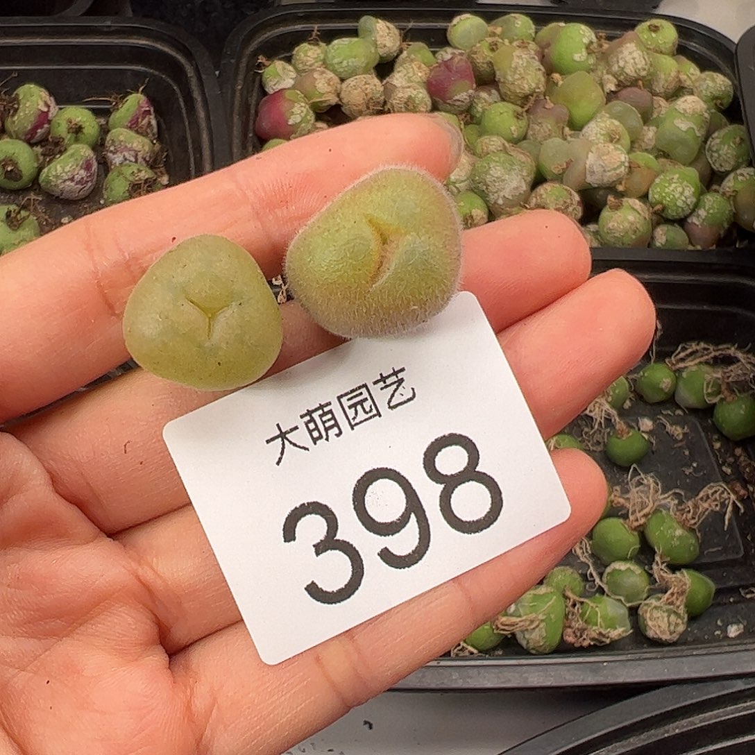 一物一拍             398