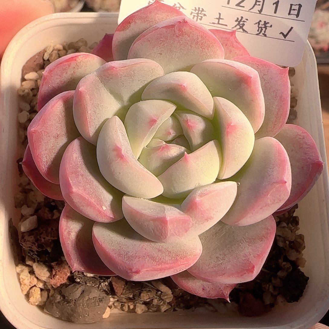 多肉1201-98福利福利