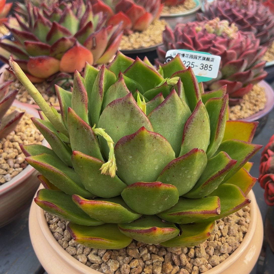 从前慢多肉精选编号0225.385