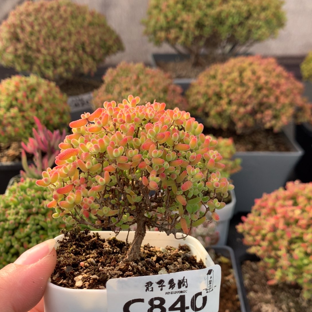 麻***薯840蜜橘糖球➕土一包9.9