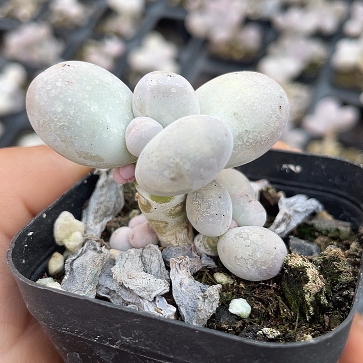 一我一拍满18包邮