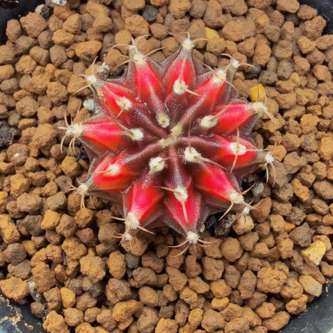 当前无花朵，栽培后可花朵