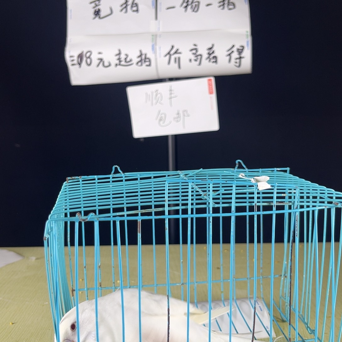 *****虎皮鹦鹉白色一只