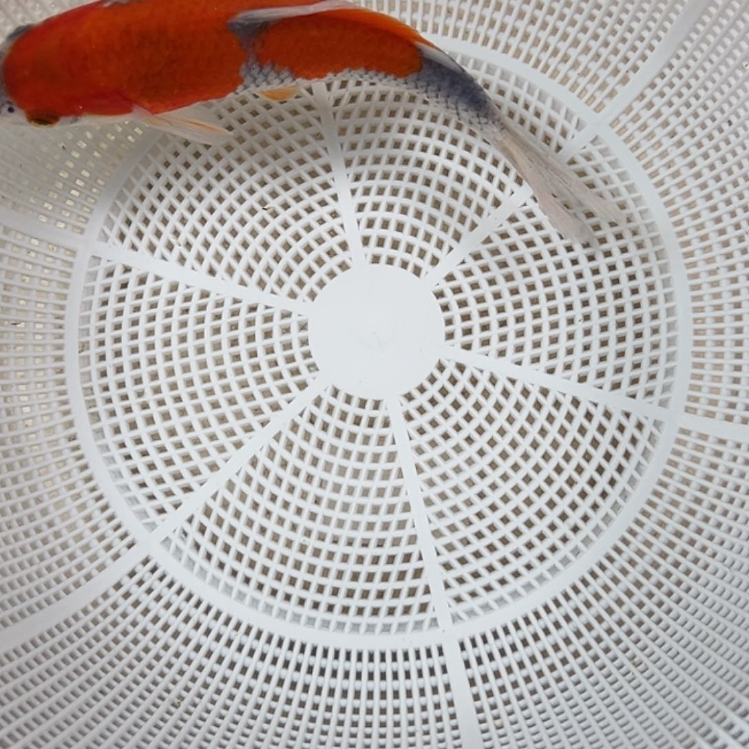 锦鲤血统锦鲤养殖