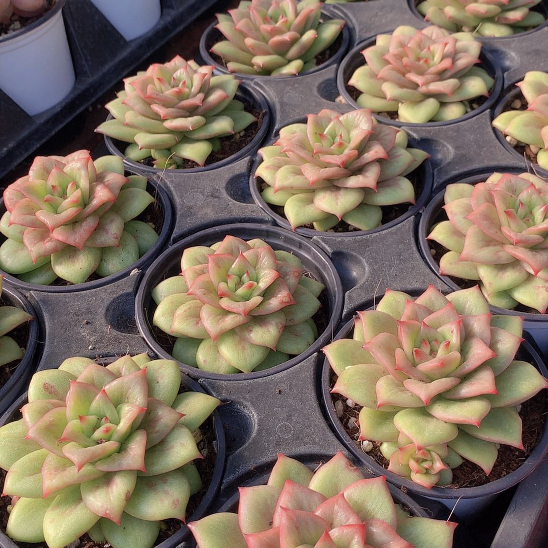 蔷薇玛丽亚锦000000000000000