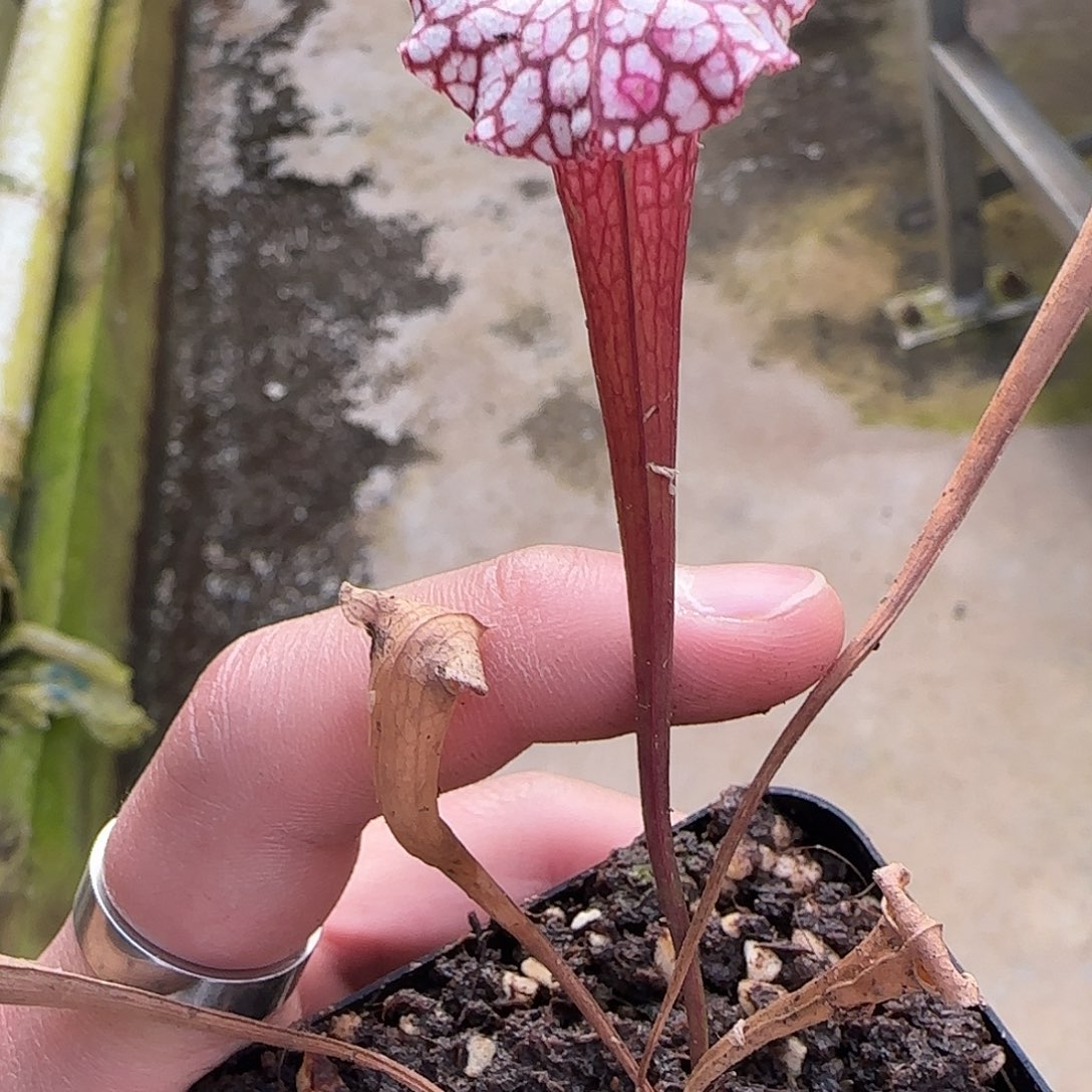 无花朵专拍瓶子草