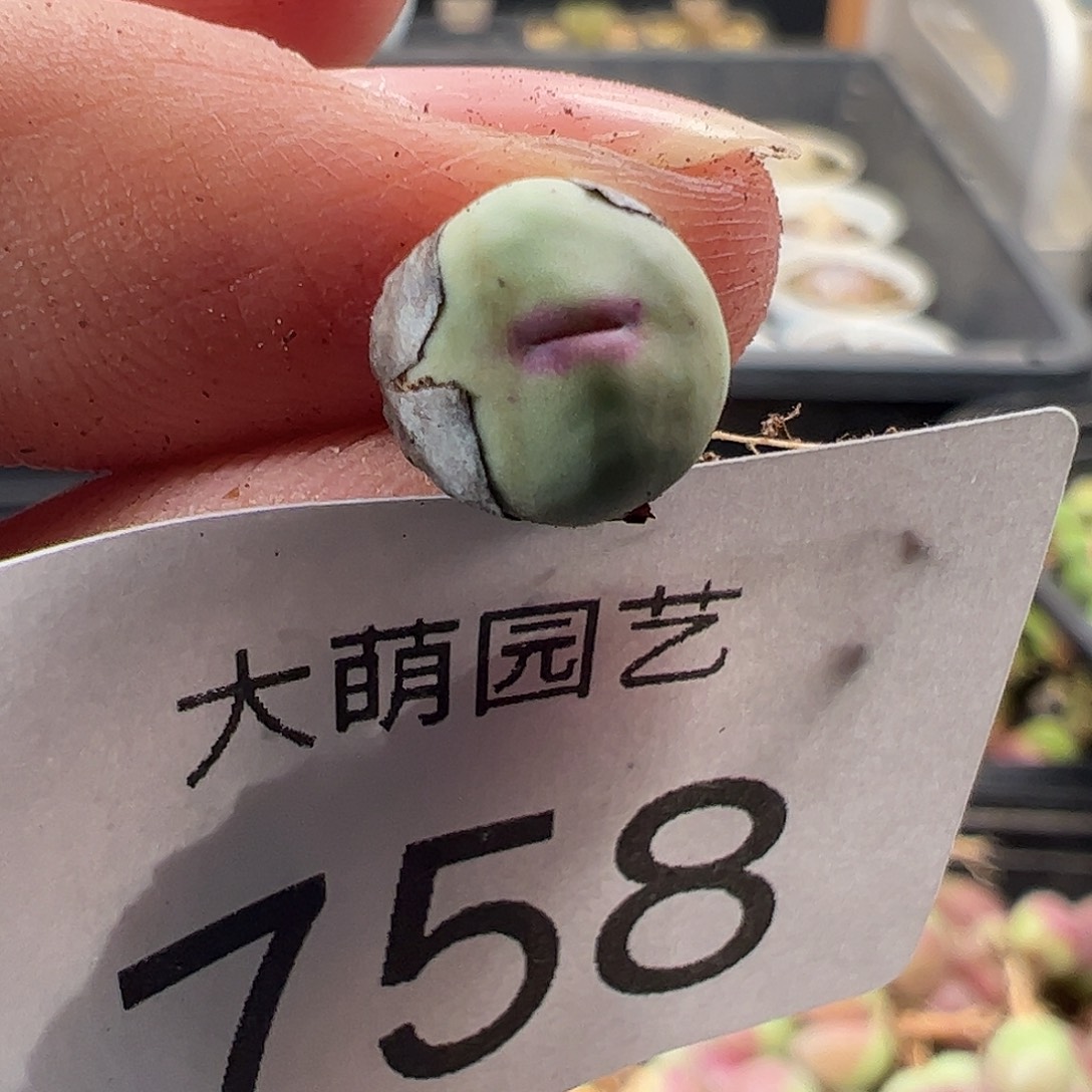 一物一拍M4×D6.  758