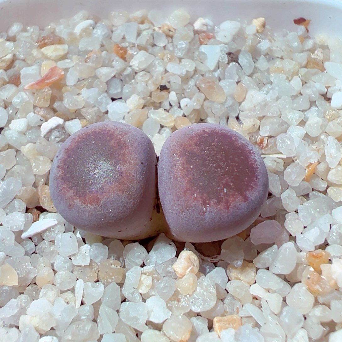 307-644日轮变异多肉