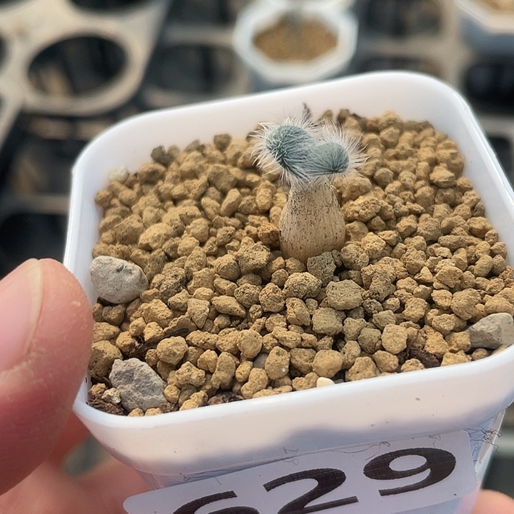629迷你毛叶石蒜块根