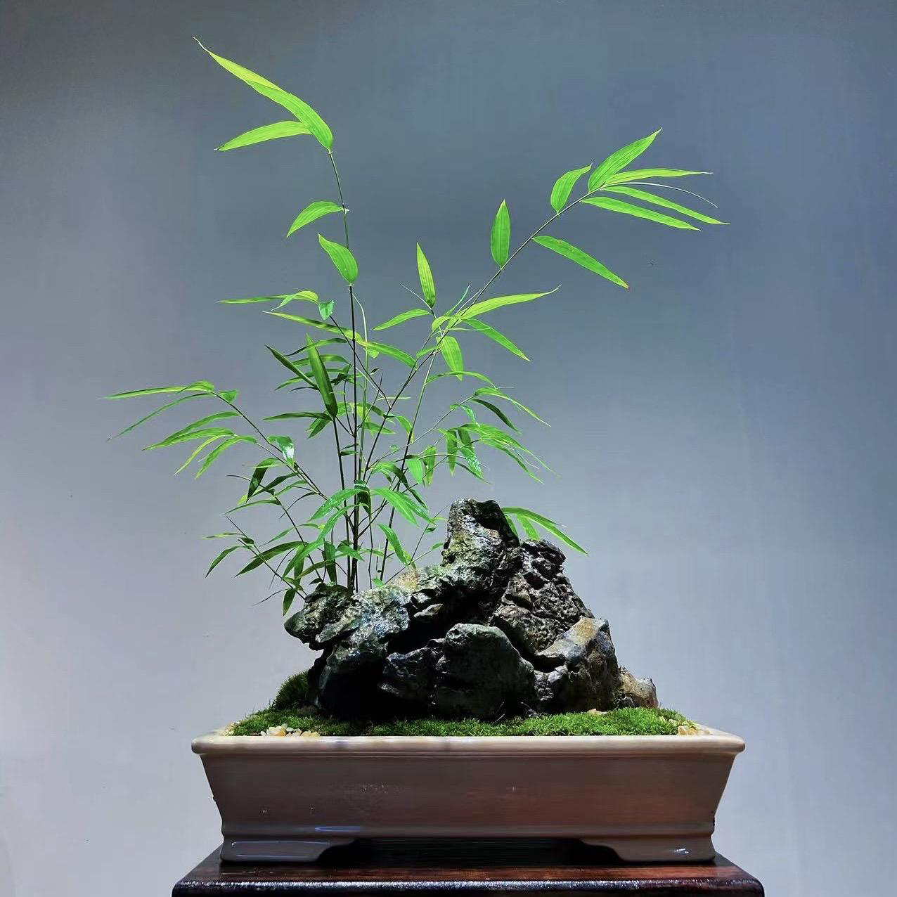 精品高档内门竹盆景室内书房高雅盆栽好养禅意小盆景