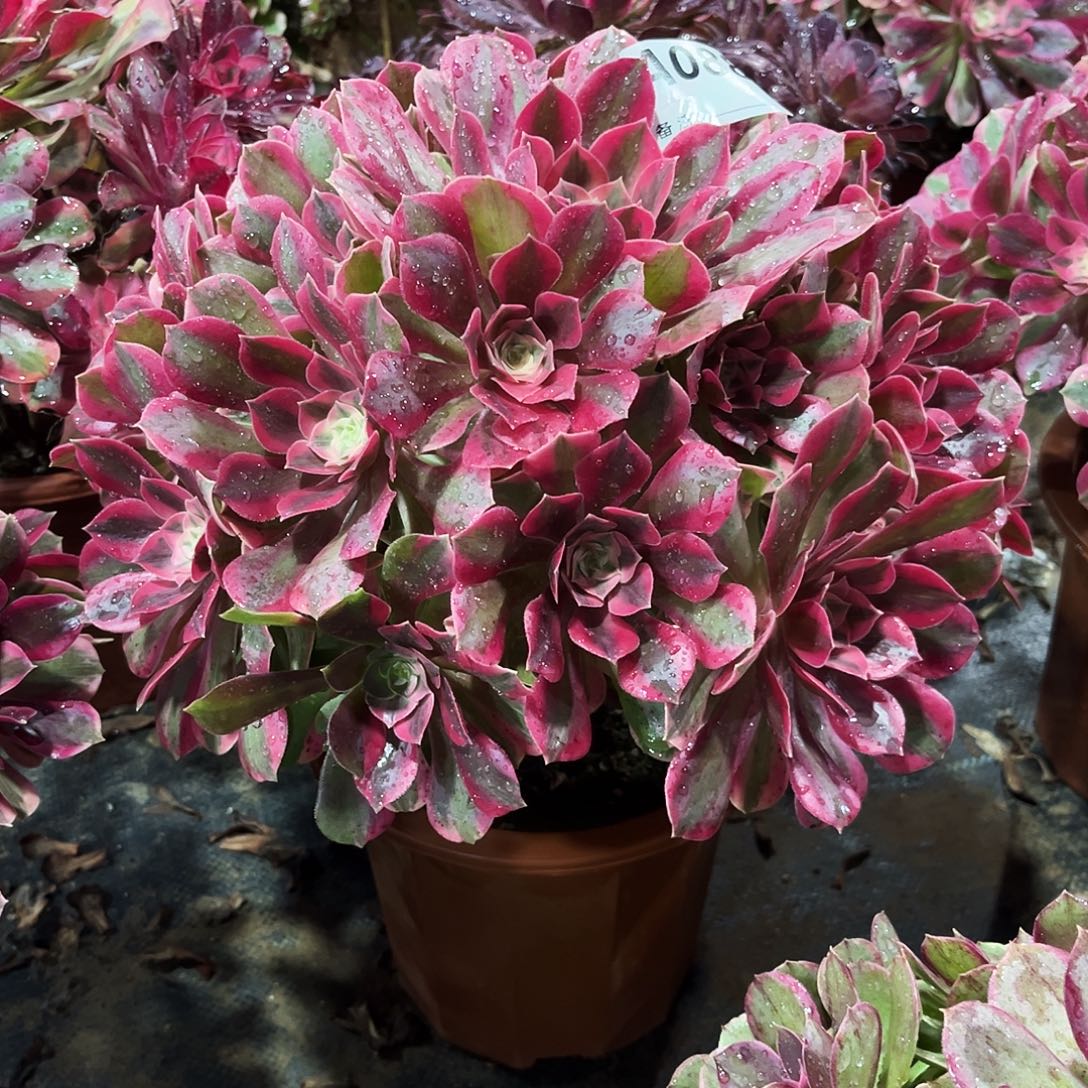 多肉植物粉女妖088多肉