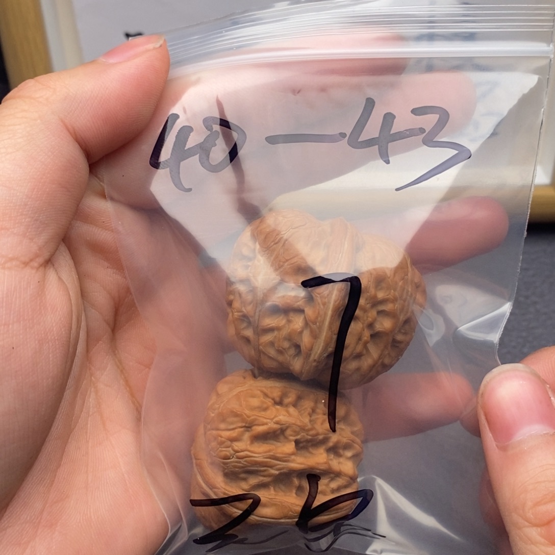 核桃哈哈哈哈哈哈哈哈哈哈哈哈哈