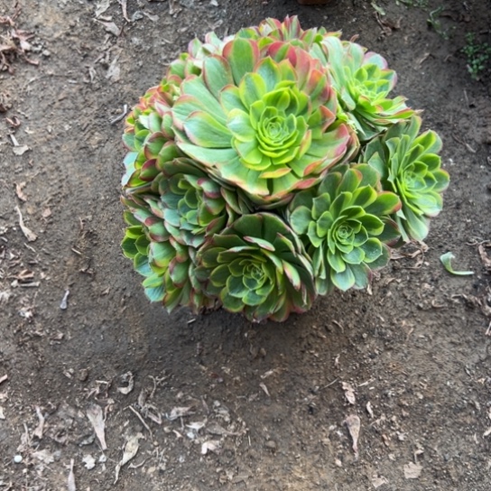 奶白一颗包邮福利