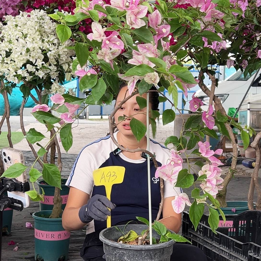 @***朱大部分花苞少量开放A93广