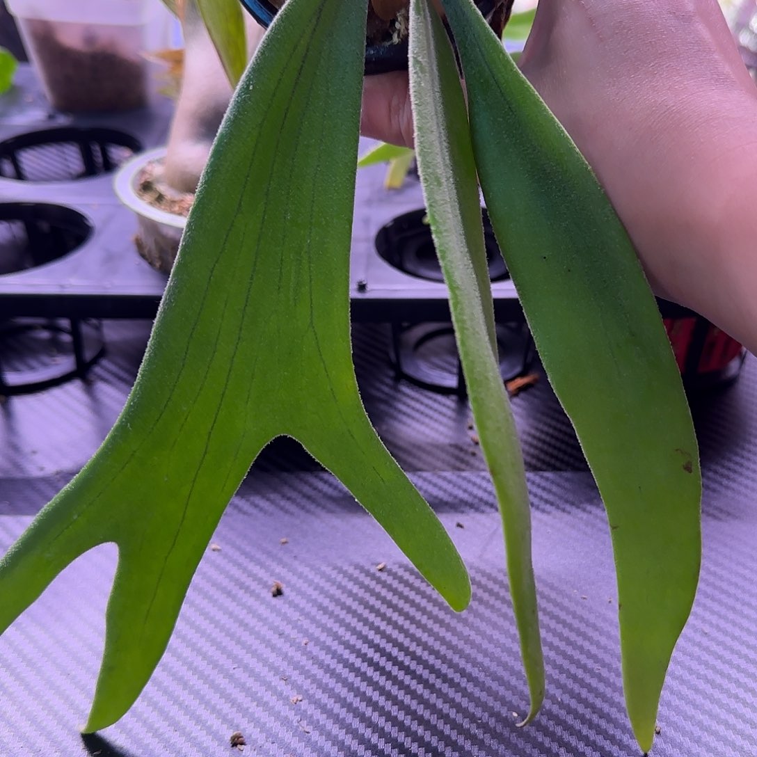 白爪哇鹿角蕨孢子苗