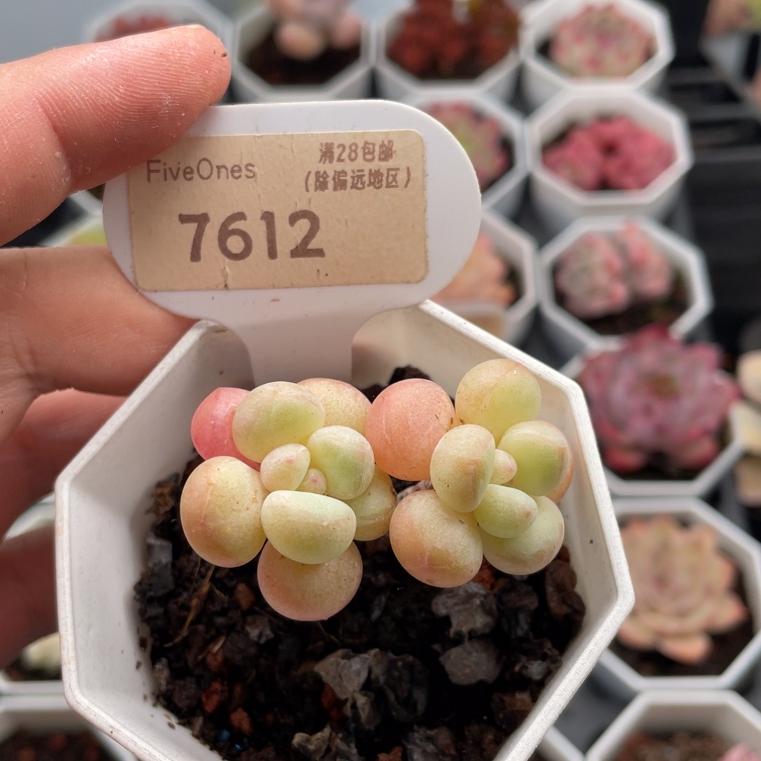 泡泡糖7612-5厘米