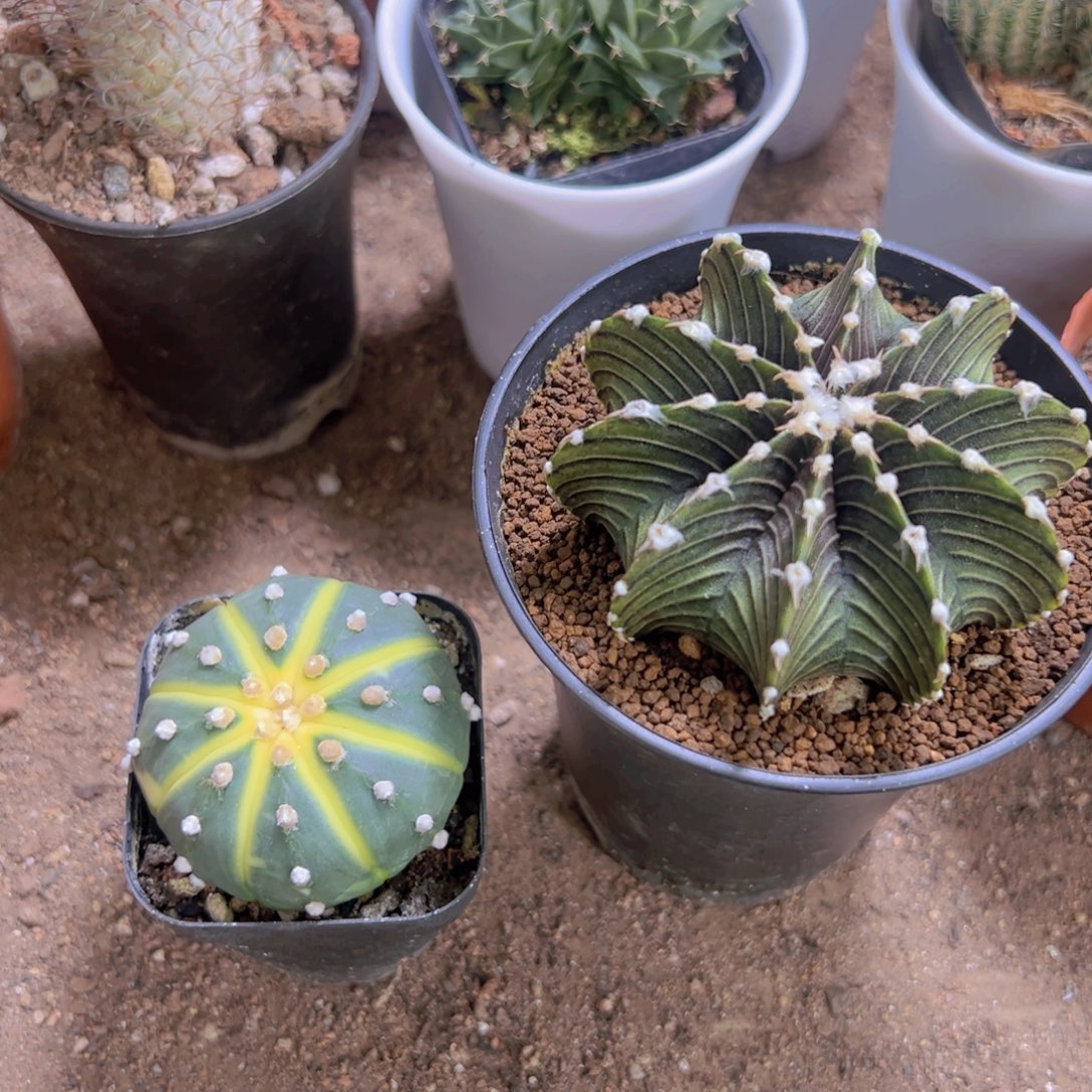 我是一言不合就发疯