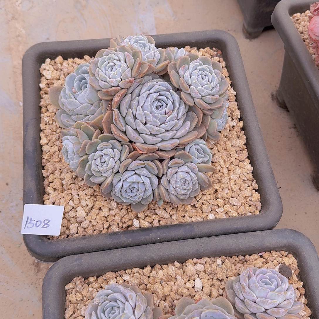 宝***1508汉堡多肉植物