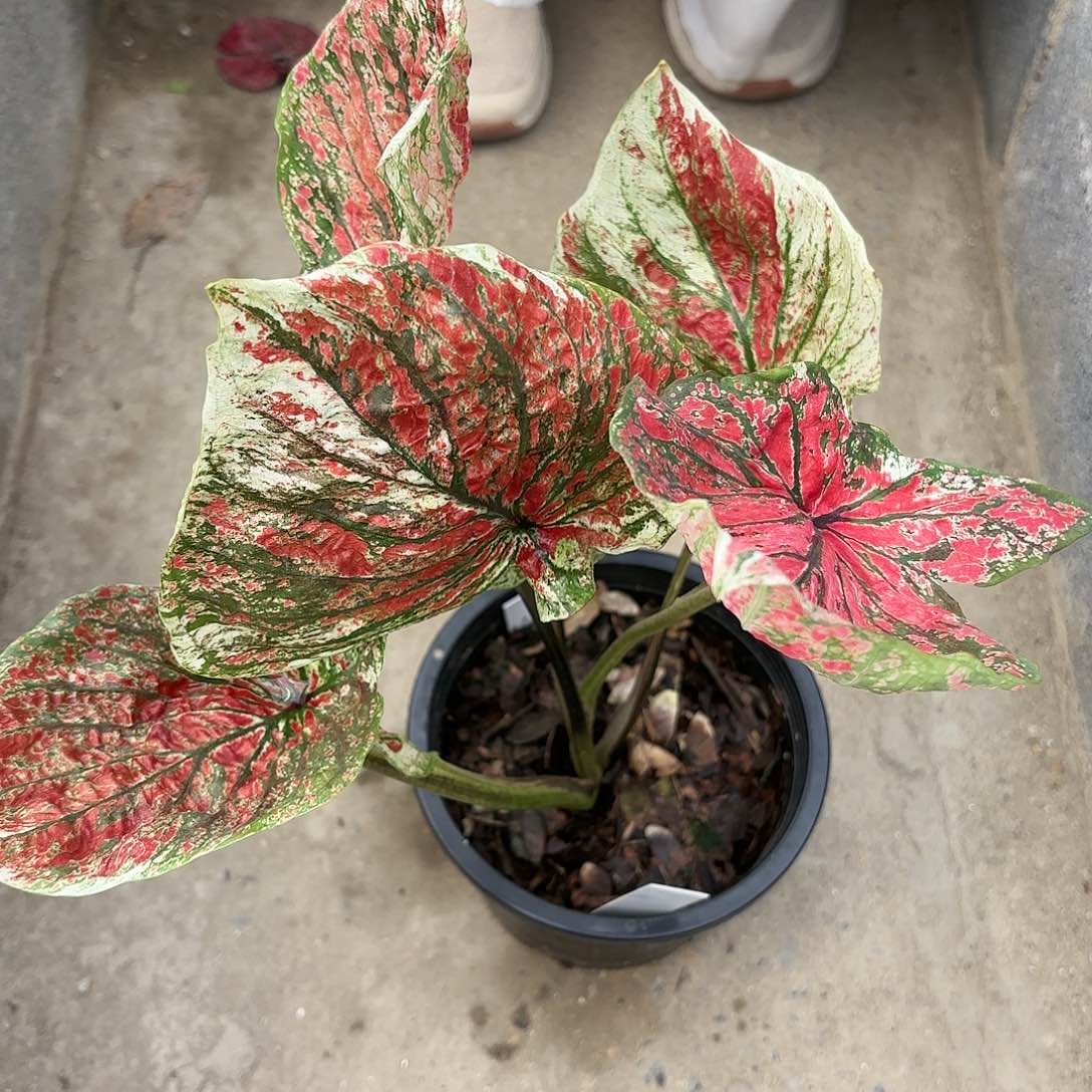 708-0116美人鱼彩叶芋泰国发货