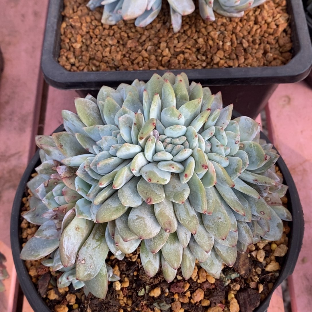毛***子小虎多肉一物一拍星影