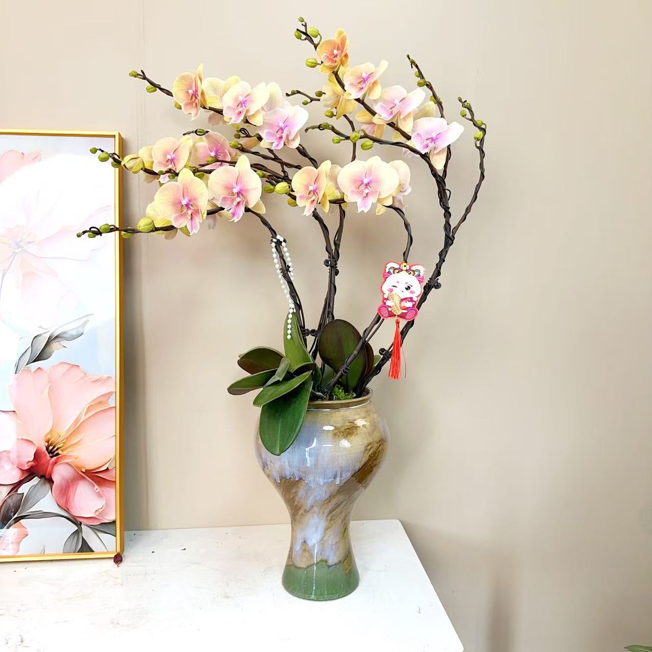 A+级【金色蜜桃】鲜花精品 蝴蝶兰