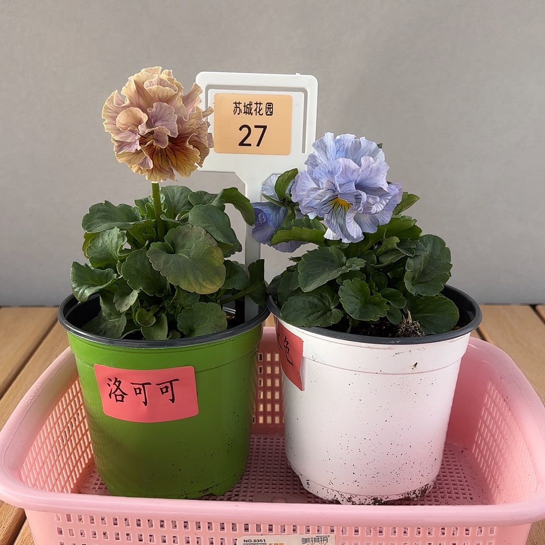 大部分开放少量花苞27