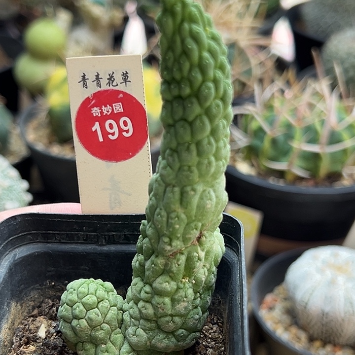 自根双头佛头凝蹄侧面有斑