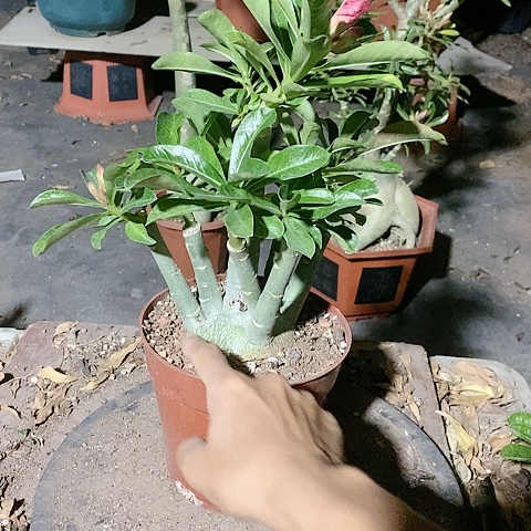 【闪购商品】无花朵邢*乐