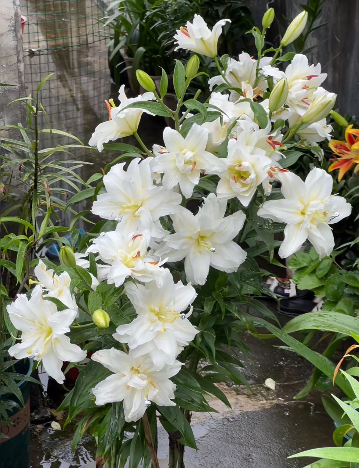 梦中婚礼重瓣百合种球1颗盆栽地载