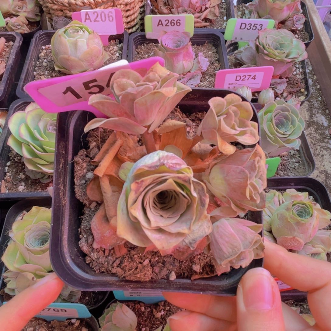 154山地玫瑰粉色