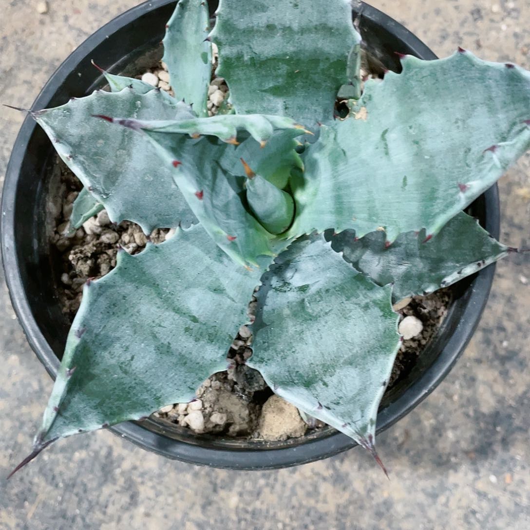 K***o武藏坊龙舌兰包邮