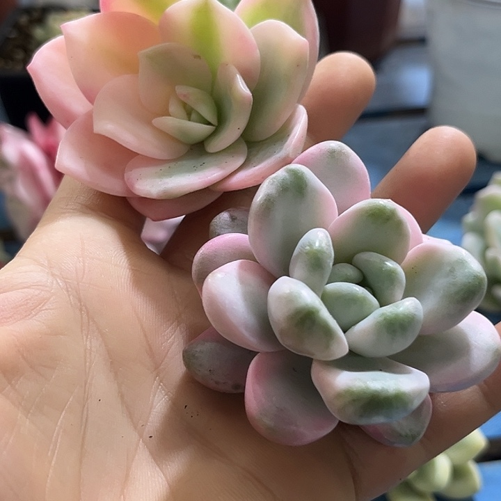 小****奶茶花斑鹿锦炸多肉植物无根