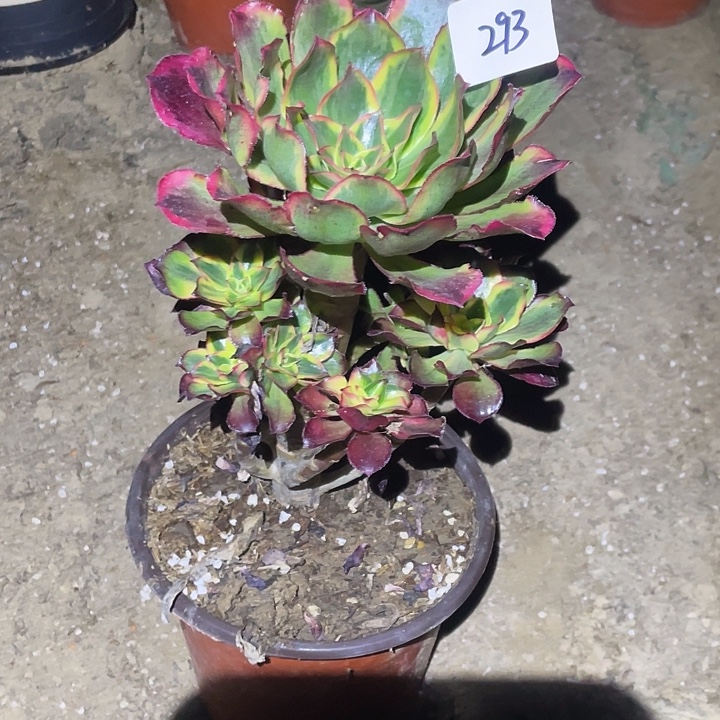 法师植物魅影法师293