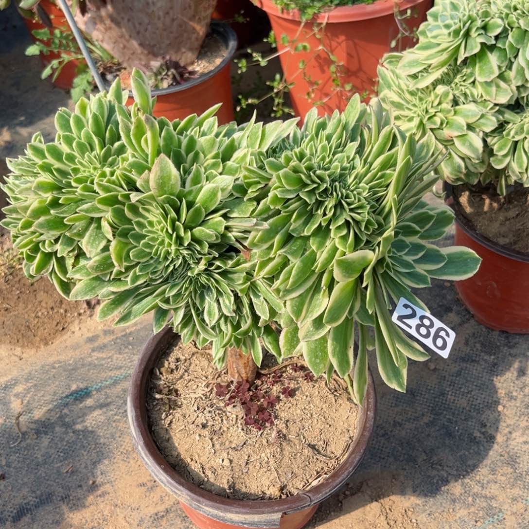 286芳华缀化多肉植物